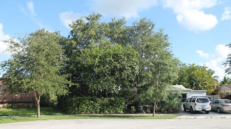 A Tropical Hardwood Hammock restored in place of a lawn in a home in Miami-Dade County. This photo was taken approximately 20 years after the restoration was initially installed by IRC Chief Conservation Strategist, George Gann. 